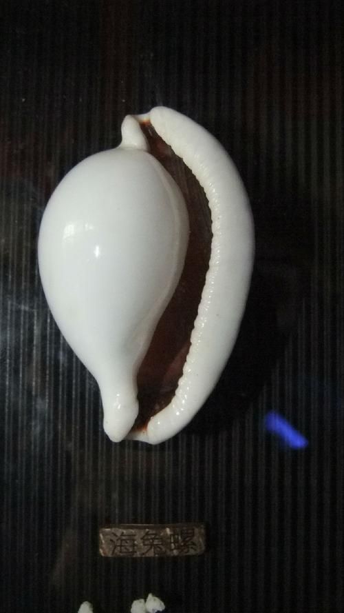 神秘海兔螺：比兔子更稀有的海洋瑰宝