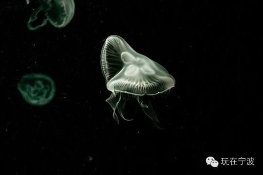 鬼发水母：名字吓人，样子却很惊艳？