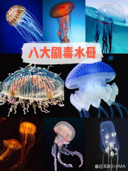 鬼发水母：名字吓人，样子却很惊艳？