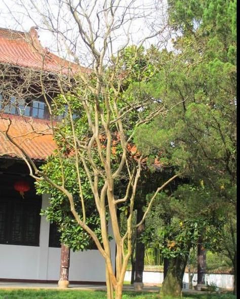 你知道痒痒树是什么植物吗？它的名字由来和特点。