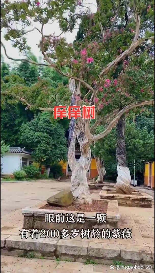 你知道痒痒树是什么植物吗？它的名字由来和特点。