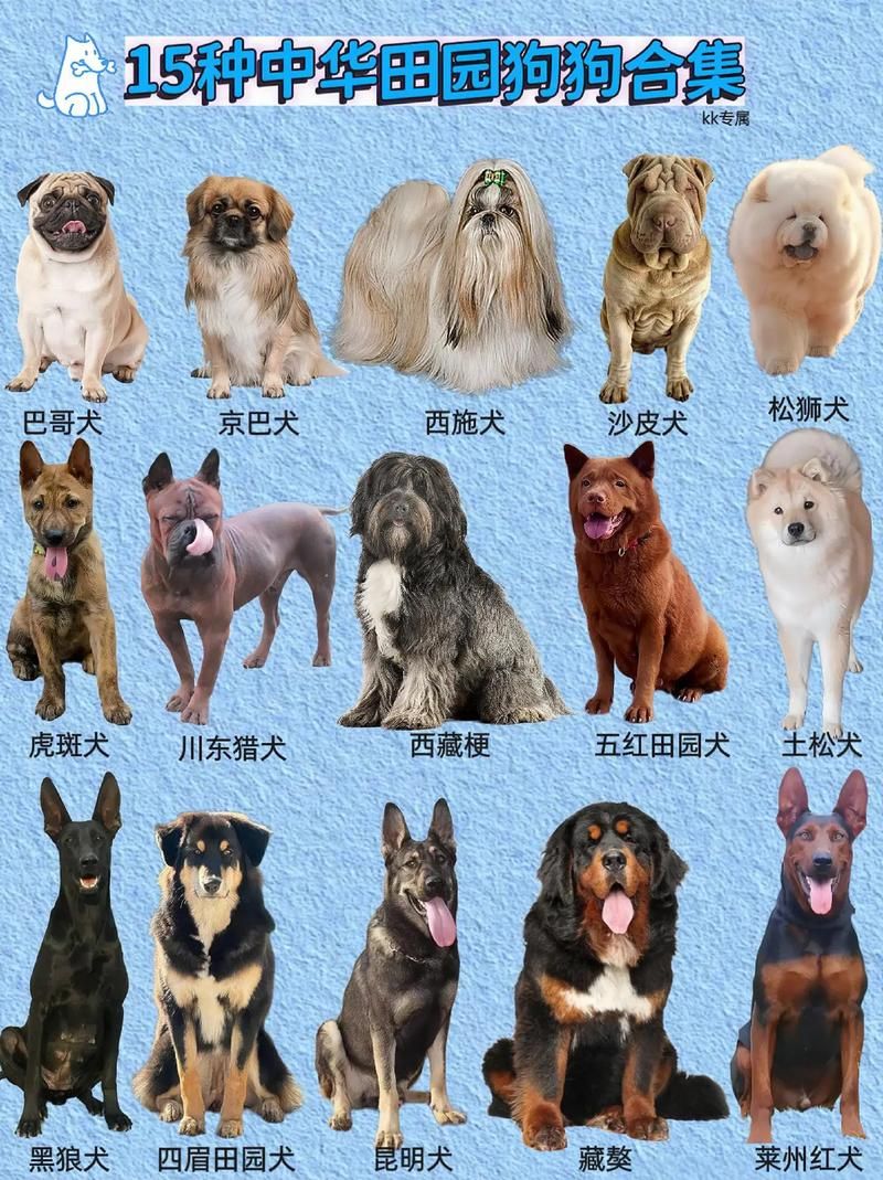 “犬子”是什么意思及用法？解读犬子背后的文化内涵