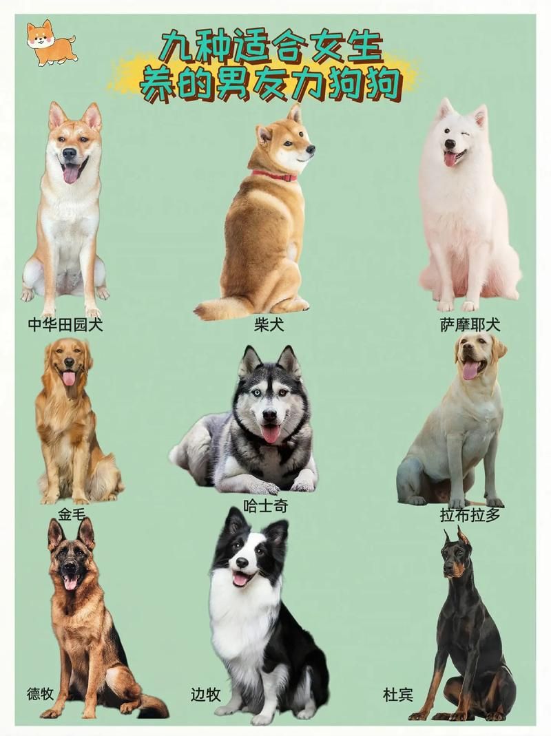 “犬子”是什么意思及用法？解读犬子背后的文化内涵