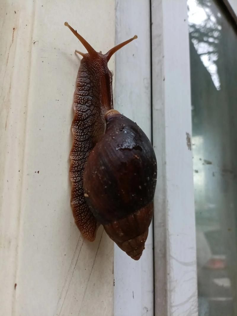 蜗牛视频：你的私人高清电影电视剧库