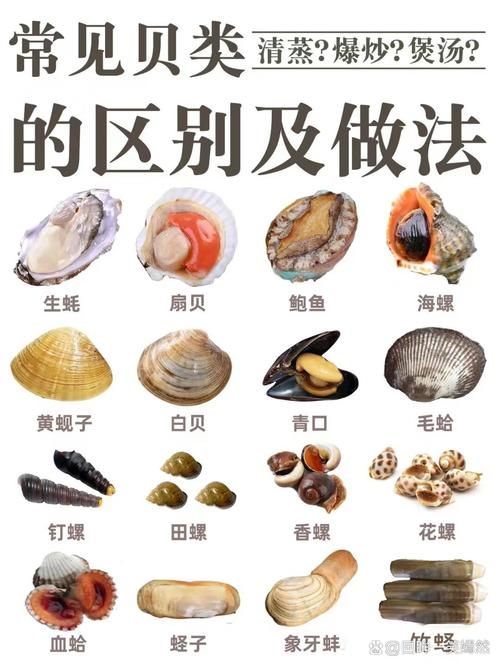 贝壳拼音是什么？一看就会的贝壳发音技巧