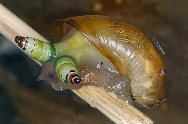 吸血蜗牛真实长相大曝光！颠覆你对蜗牛的认知