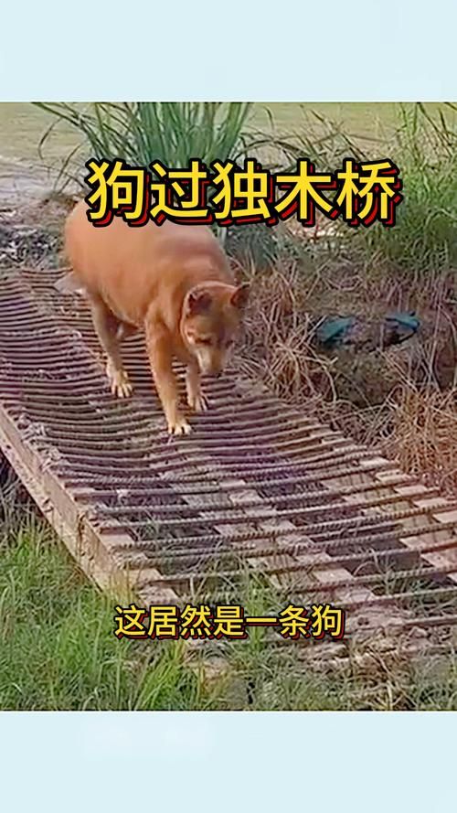 狗过了独木桥就不叫了？揭秘这个有趣的歇后语！