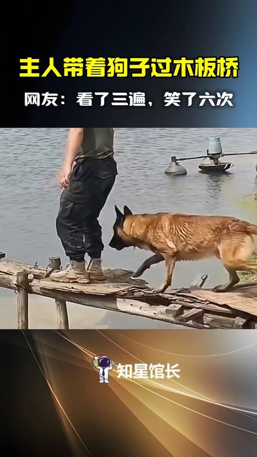 狗过了独木桥就不叫了？揭秘这个有趣的歇后语！