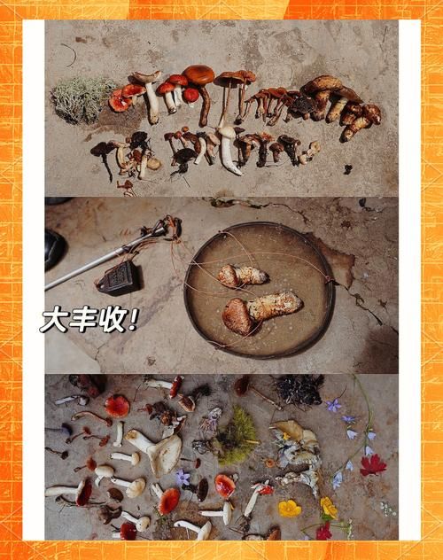 游戏采蘑菇技巧分享，教你采到更多更大的蘑菇！
