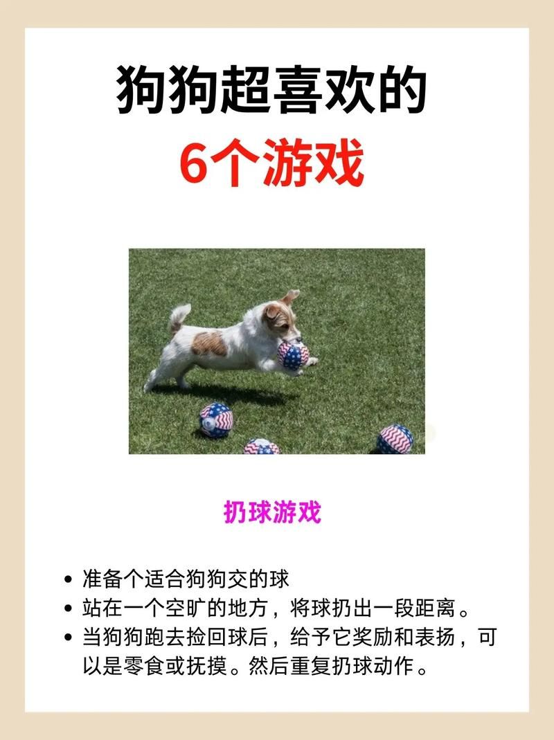 狗狗都喜欢玩什么？这些游戏让狗狗玩到停不下来！