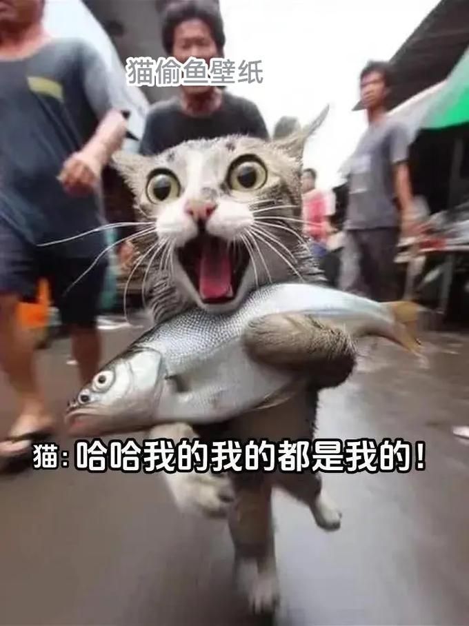 猫吃鱼的游戏手机版推荐，解放双手逗猫神器！