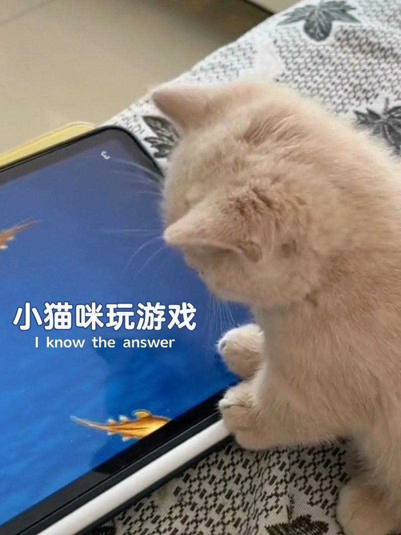 猫咪可以玩的游戏有哪些？这几款让猫主子超开心！