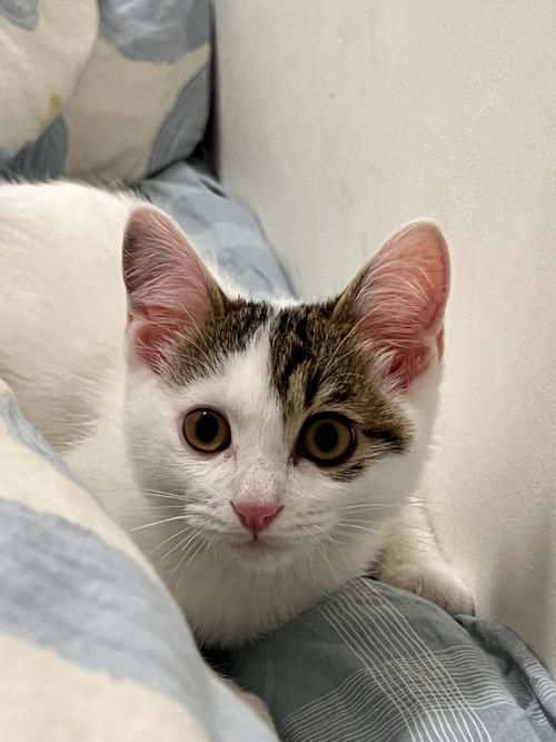猫咪喜欢玩的手机游戏大盘点，再也不怕主子无聊！