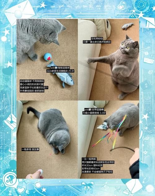 猫咪喜欢的游戏有哪些？这几种玩具让它玩疯了！