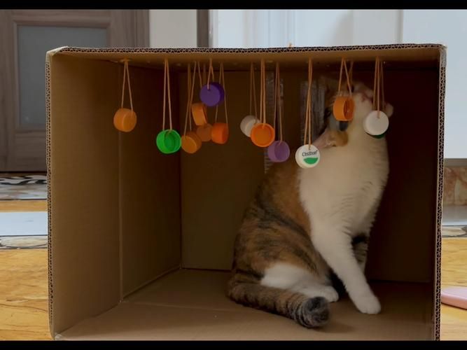 猫咪喜欢的游戏有哪些？这几种玩具让它玩疯了！
