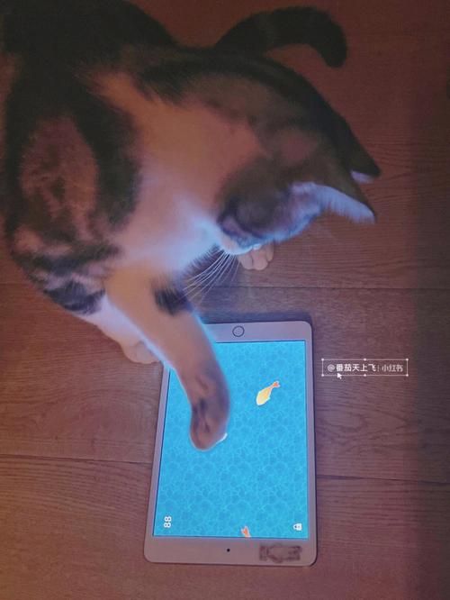 猫咪抓鱼游戏叫什么名字？这几款让主子玩疯了！
