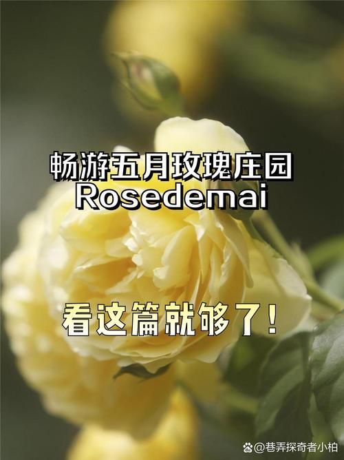 玫瑰庄园游戏攻略大全,从入门到精通看这篇!