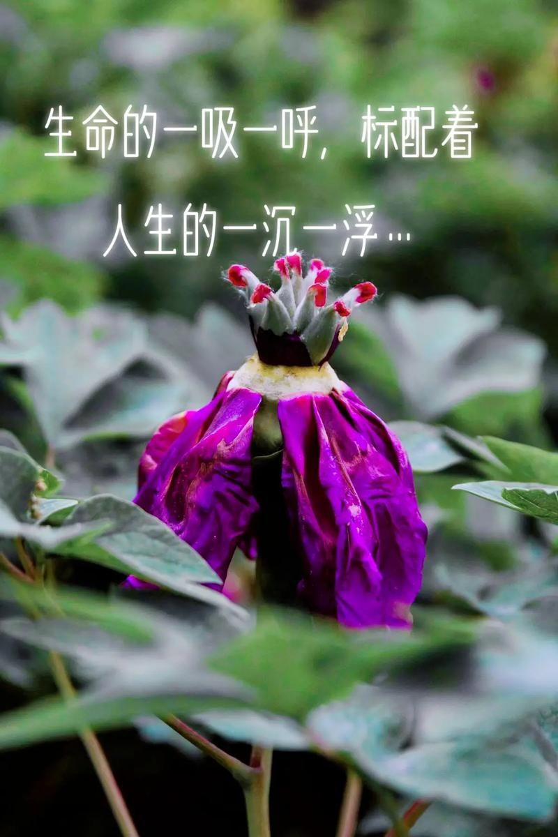 生命是一场感召的游戏，如何玩转你的人生？