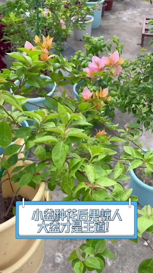 盆栽种花游戏哪个好？这几款让你变身养花达人！