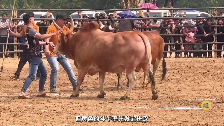 真人在线能玩斗牛的游戏，快来体验刺激对战！