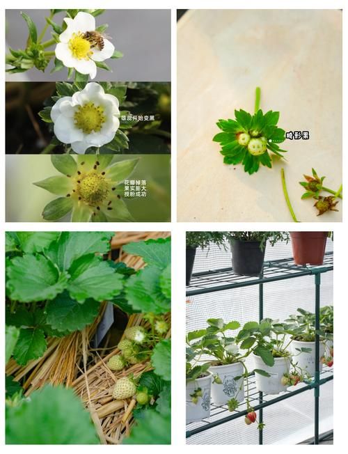 种植小游戏怎么玩？新手也能快速上手的攻略！