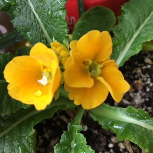 花儿朵朵开游戏攻略大全，教你快速养出稀有花！