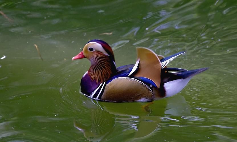 走兽飞禽游戏有啥技巧？老玩家分享实战经验！