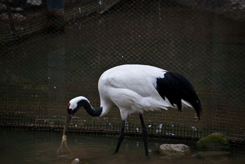 走兽飞禽游戏有啥技巧？老玩家分享实战经验！