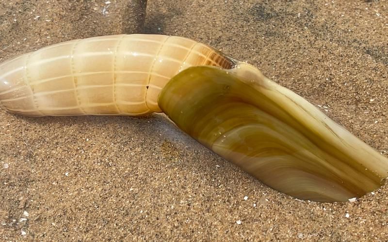 赶海王游戏破解版无限体力免广告，新手老手都爱玩！