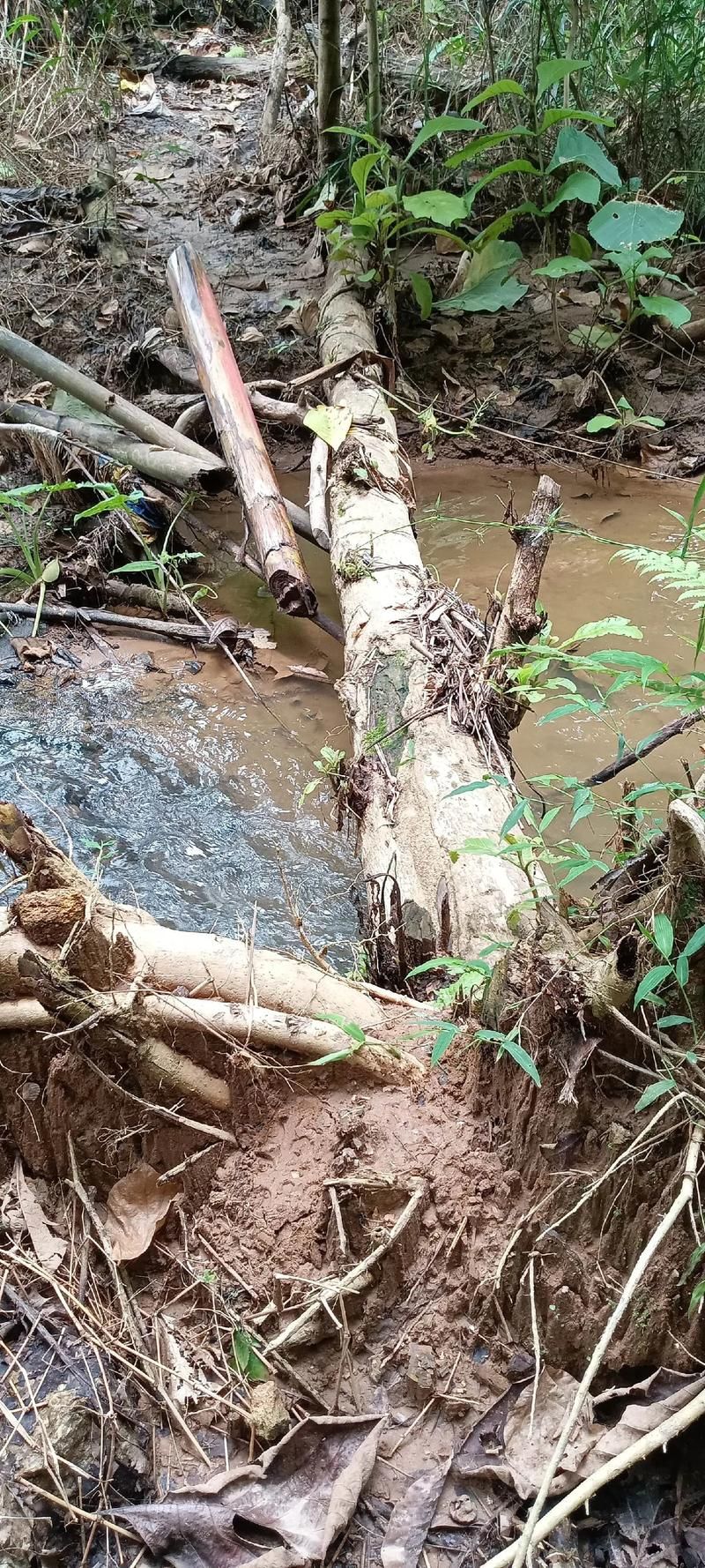 过独木桥游戏太难?这几个小窍门让你轻松过关!