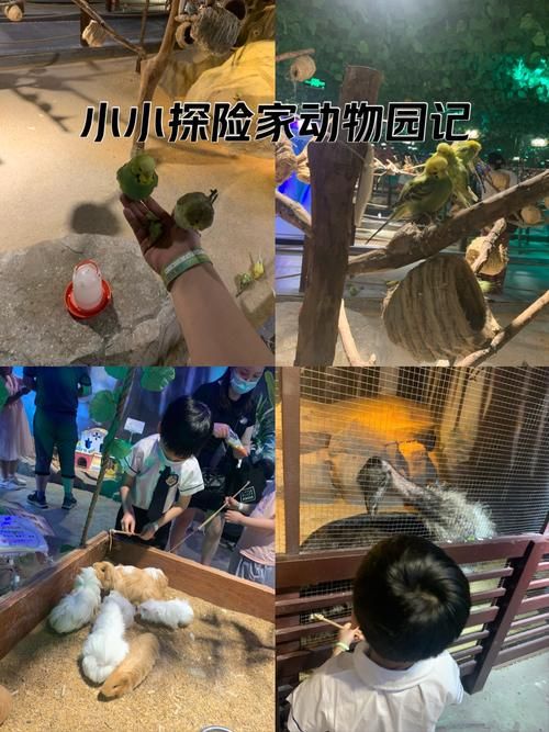 适合幼儿园的动物游戏:室内室外都能玩嗨!