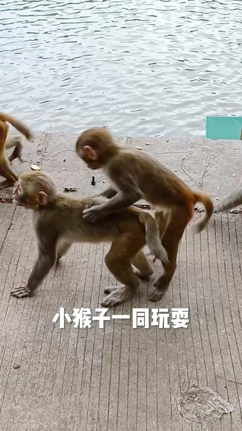 逗猴子开心小游戏大全，哪些游戏能让猴子笑哈哈？