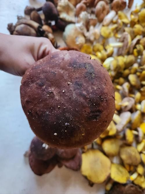 采蘑菇游戏手机版攻略大全，高分技巧都在这！