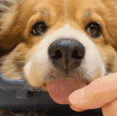 金馆长打游戏机gif动图哪里找？这里有超全合集！