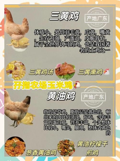 2144开心农场动物饲养指南 养鸡养牛乐趣多多