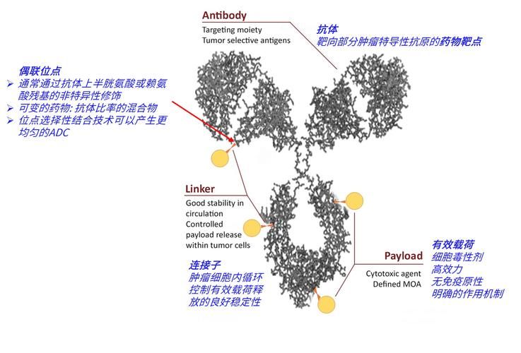 adc全称是什么 这个英文缩写到底代表什么意思