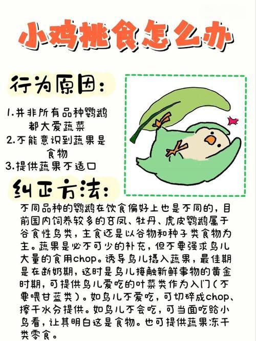 chickhen饲养全攻略 从入门到精通的步骤解析