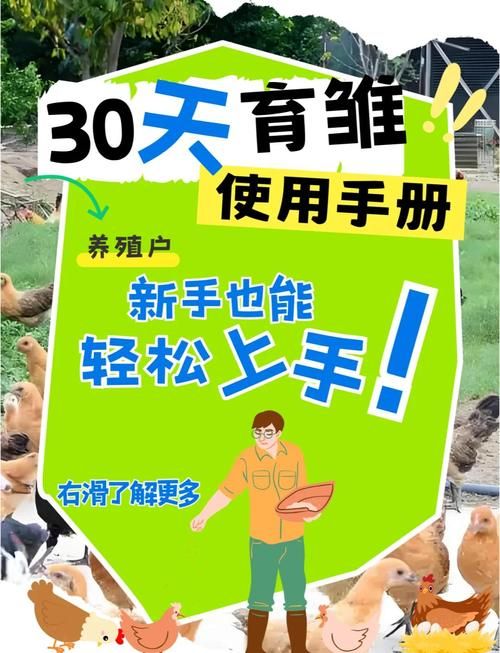 chickhen饲养全攻略 从入门到精通的步骤解析