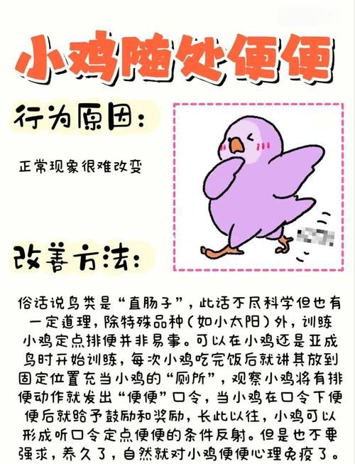chickhen饲养全攻略 从入门到精通的步骤解析