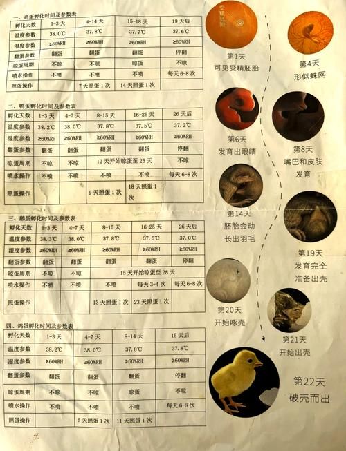chickhen饲养全攻略 从入门到精通的步骤解析