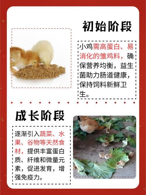 chickhen饲养全攻略 从入门到精通的步骤解析