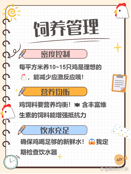 chickhen饲养全攻略 从入门到精通的步骤解析