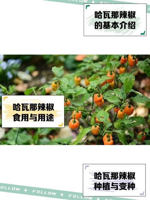 habanero辣椒种植技巧 新手也能轻松种出超辣辣椒