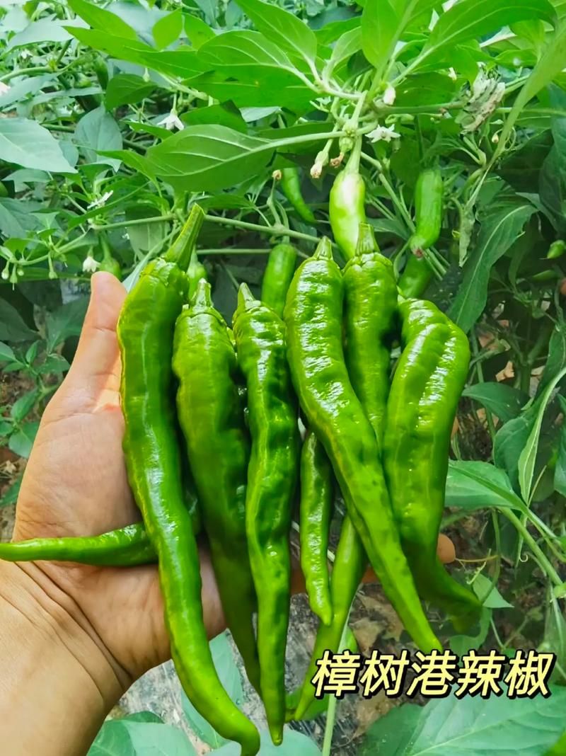 habanero辣椒种植技巧 新手也能轻松种出超辣辣椒