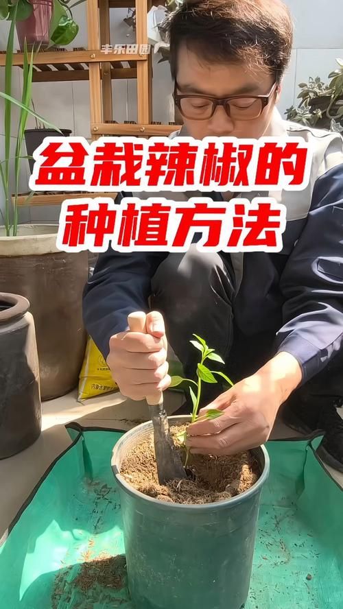 habanero辣椒种植技巧 新手也能轻松种出超辣辣椒