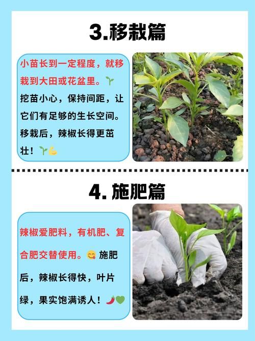 habanero辣椒种植技巧 新手也能轻松种出超辣辣椒