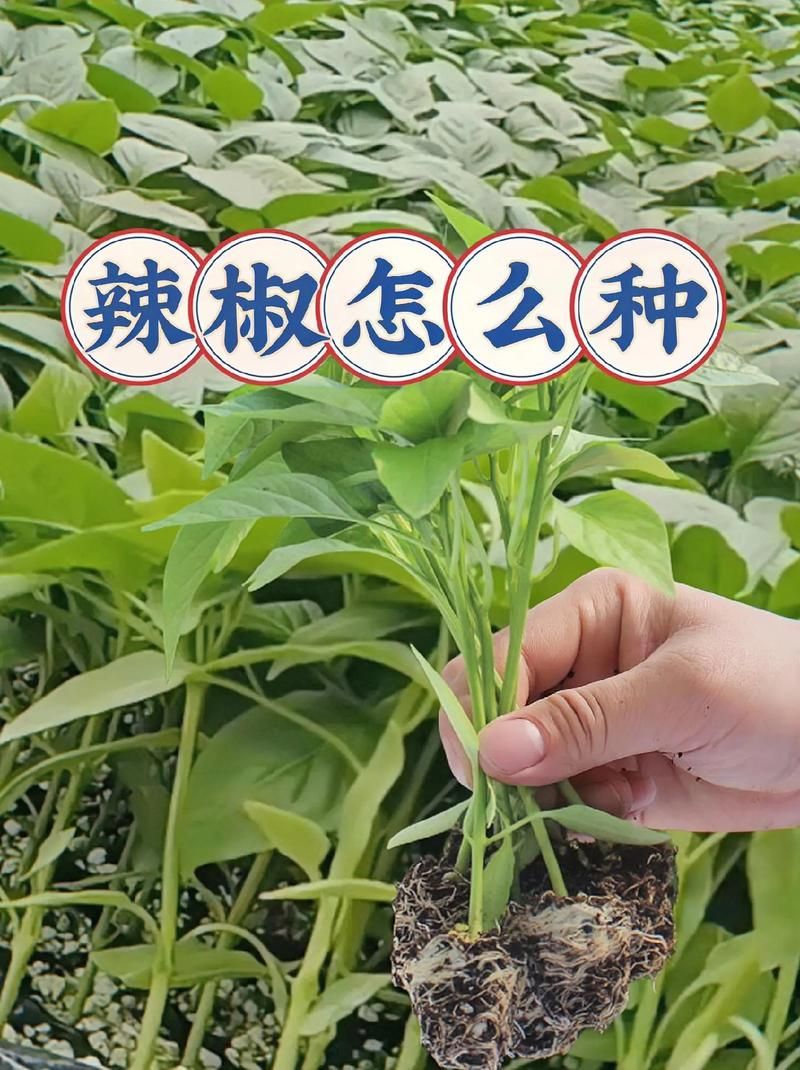 habanero辣椒种植技巧 新手也能轻松种出超辣辣椒