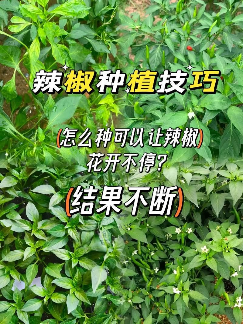 habanero辣椒种植技巧 新手也能轻松种出超辣辣椒
