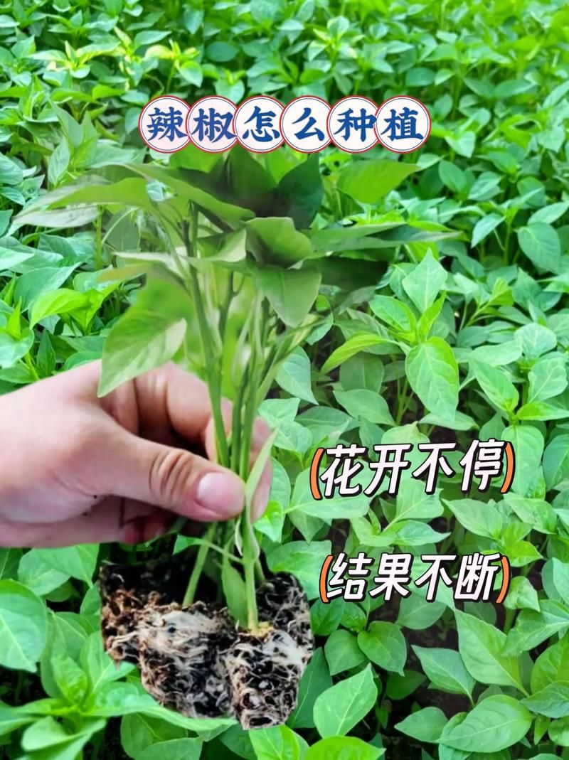 habanero辣椒种植技巧 新手也能轻松种出超辣辣椒