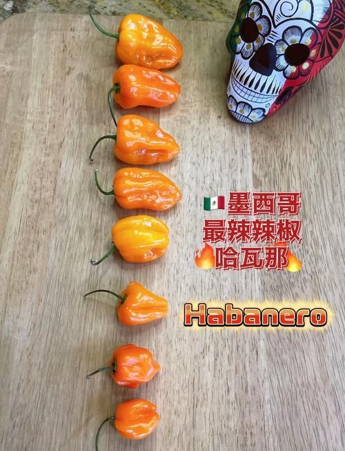 habanero辣椒种植技巧 新手也能轻松种出超辣辣椒